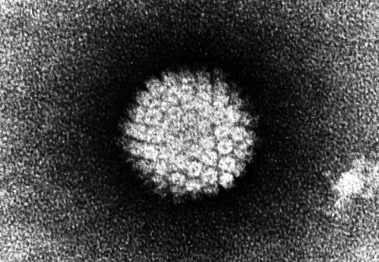Lidský papilomavirus, který způsobuje kožní léze