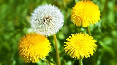 metody odstraňování papilomů pomocí lidových léků